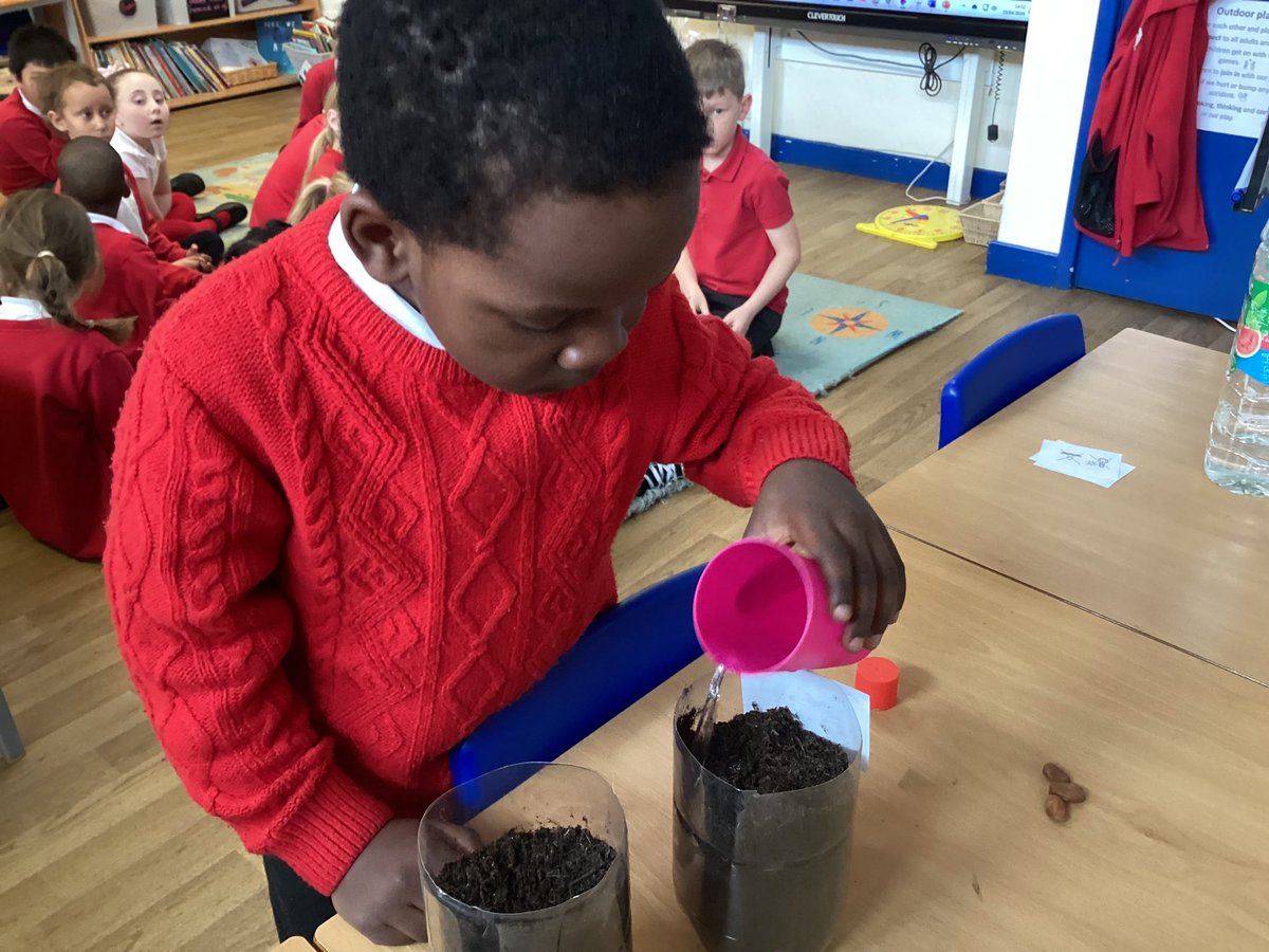 After finding out what conditions seeds and bulbs need to germinate, we started our comparative experiment to test them. We will be watching closely for signs of life. #harrowgateacademy #harrowgatestem <a href="/HGPAMrDalton/">Mr Dalton</a>