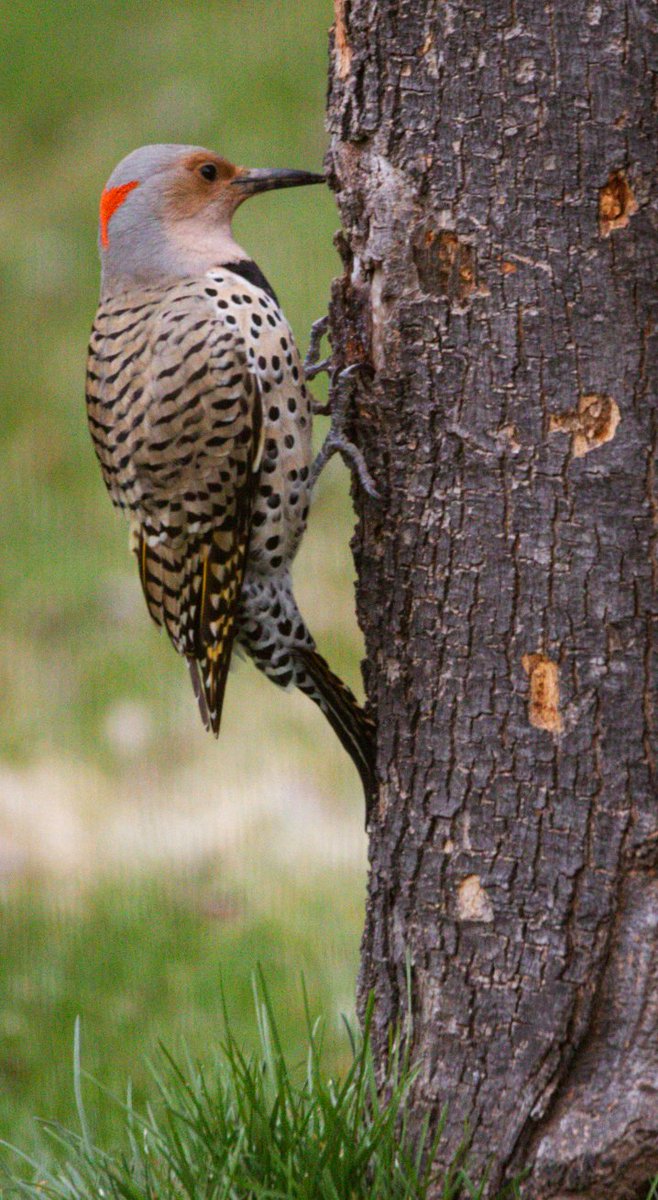 Our other migratory woodpecker has arrived-this is the female Northern Flicker. #BirdsOfTwitter #birdphotography #Wisconsin