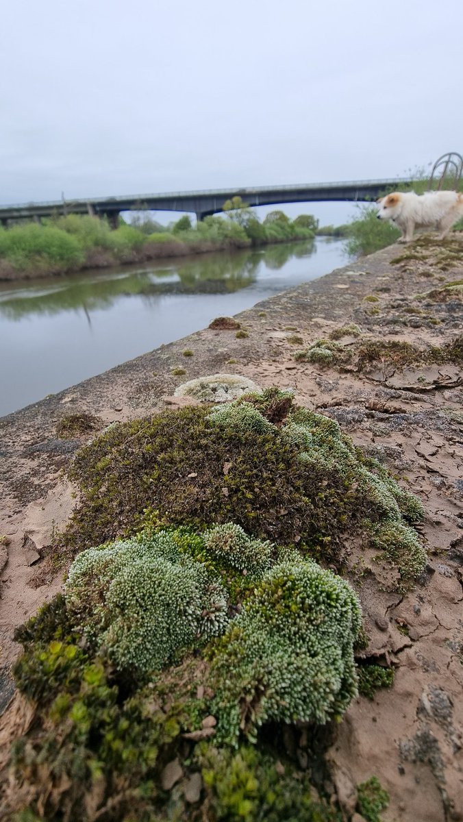 Bryum Argenteum,on a concrete morning on the Severn at Ripple yesterday @BBSbryology .