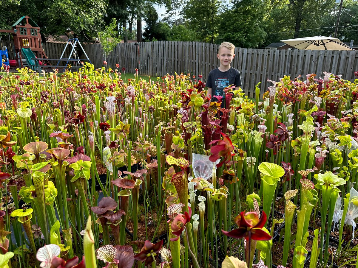 DirtyDivisions's tweet photo. Teddy wanted to say hello to all the plant nerds out there. Here he is with a couple of his Sarracenia.
.
.
.
#seedgrown #sarracenia #pitcherplants #carnivorousplantnerds #plantsoftwitter  #florida #plants #plantslover #horticulture https://t.co/kdFaslRMsj