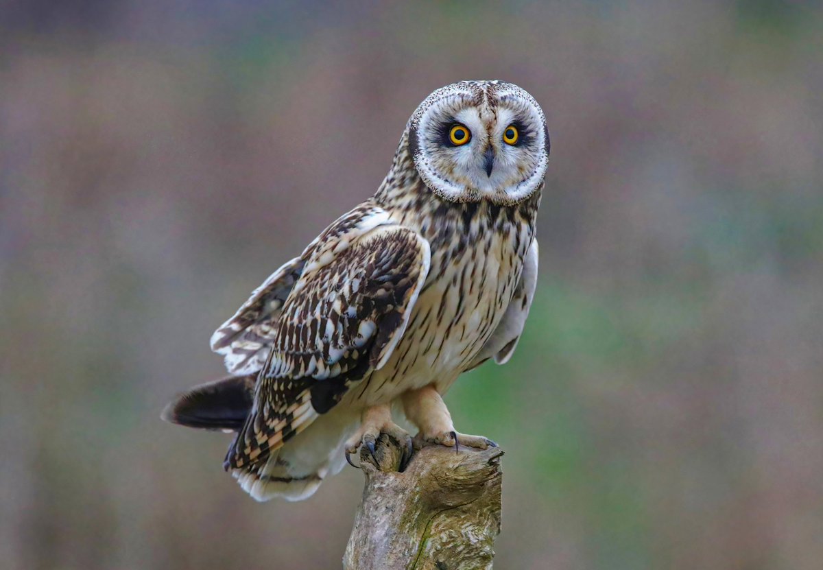 Tonight’s thread, Eyes 👀 I’ll start with this Short Eared Owl, Liverpool UK 🇬🇧