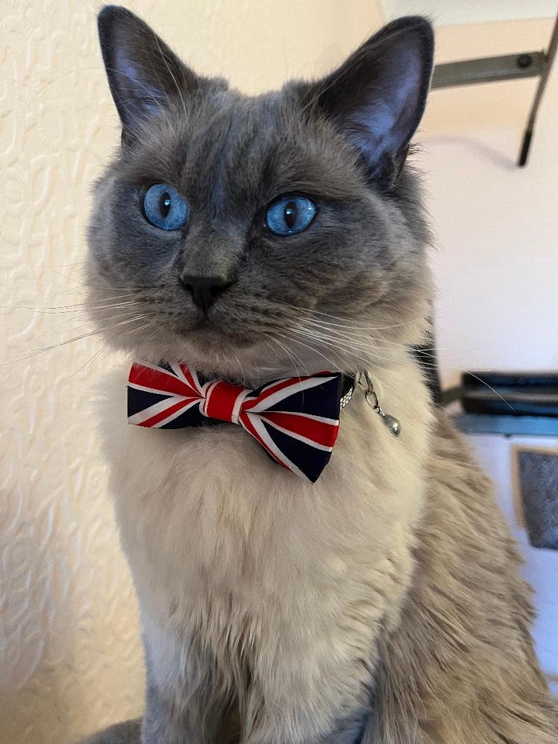 Night night - I am born in Nottingham and now live in my forever home in Welsh Wales xxx I am PROUD to be British 🇬🇧🇬🇧🇬🇧🇬🇧🇬🇧🇬🇧 I hope you have all had a WONDERFUL  ST GEORGE'S DAY  xxxx love Boots xxx #ProudToBeEnglish #KittyTwitter #StGeorgesDay2024…