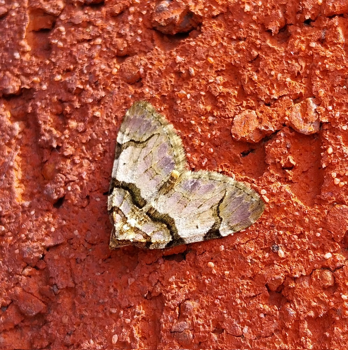 Found this lovely streamer #moth today - lovely lilac shades in the sunlight @BritishMoths