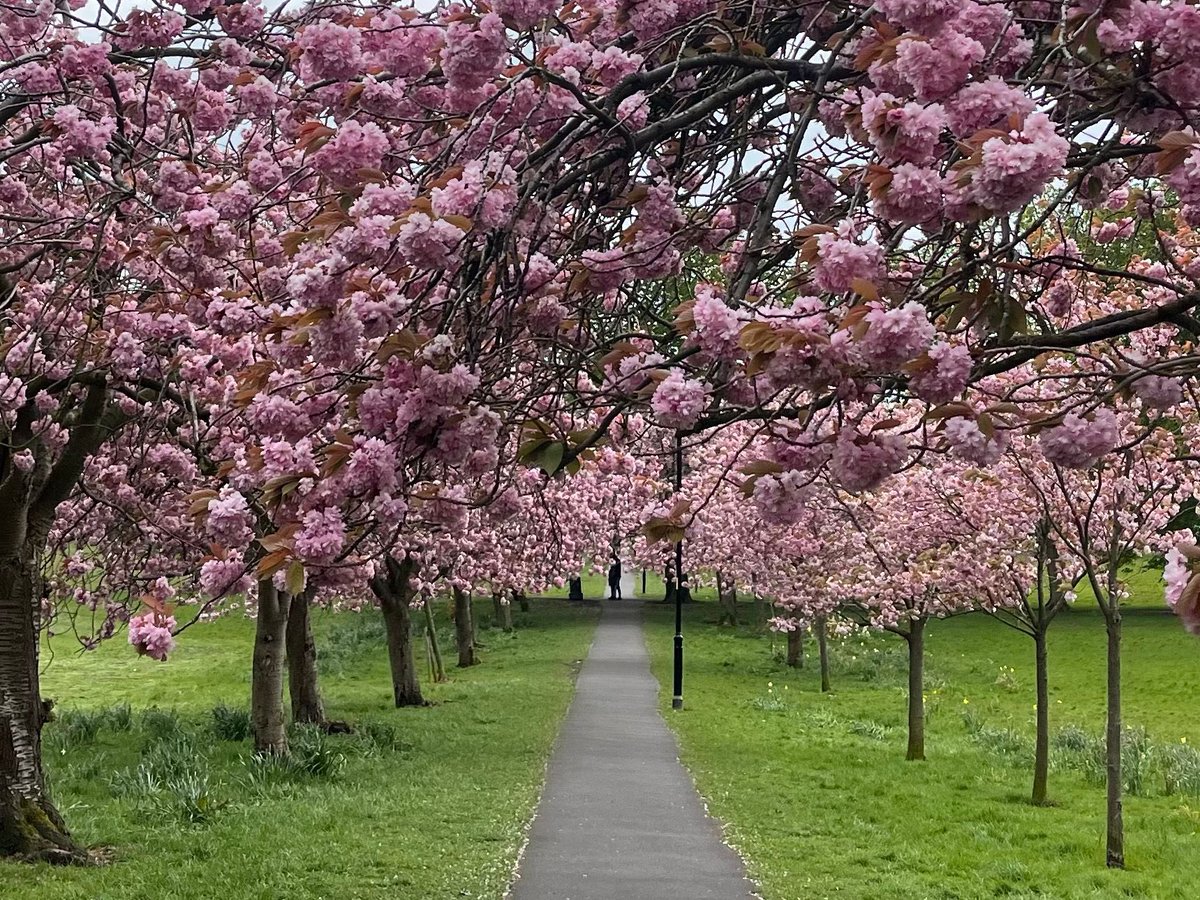 The beauty and joy of nature. 

#harrogate
#cherryblossom