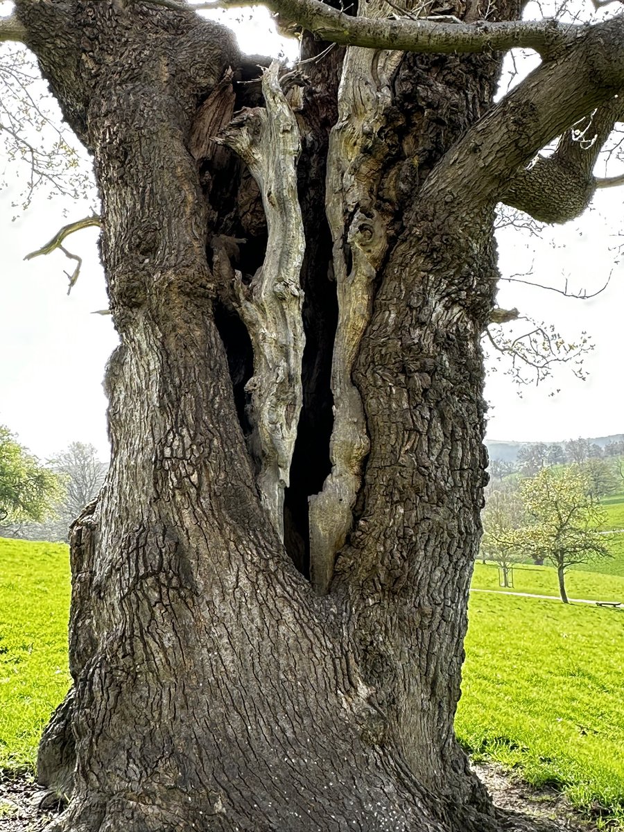 Happy #thicktrunktuesday tree people 💚 What do you see in this image?! Wondering if anyone sees what I see!! #trees #nature #treepeople #natureconnection #pareidolia #see #notice #engage #wellbeing @keeper_of_books @tansyleemoir @gwtreelover