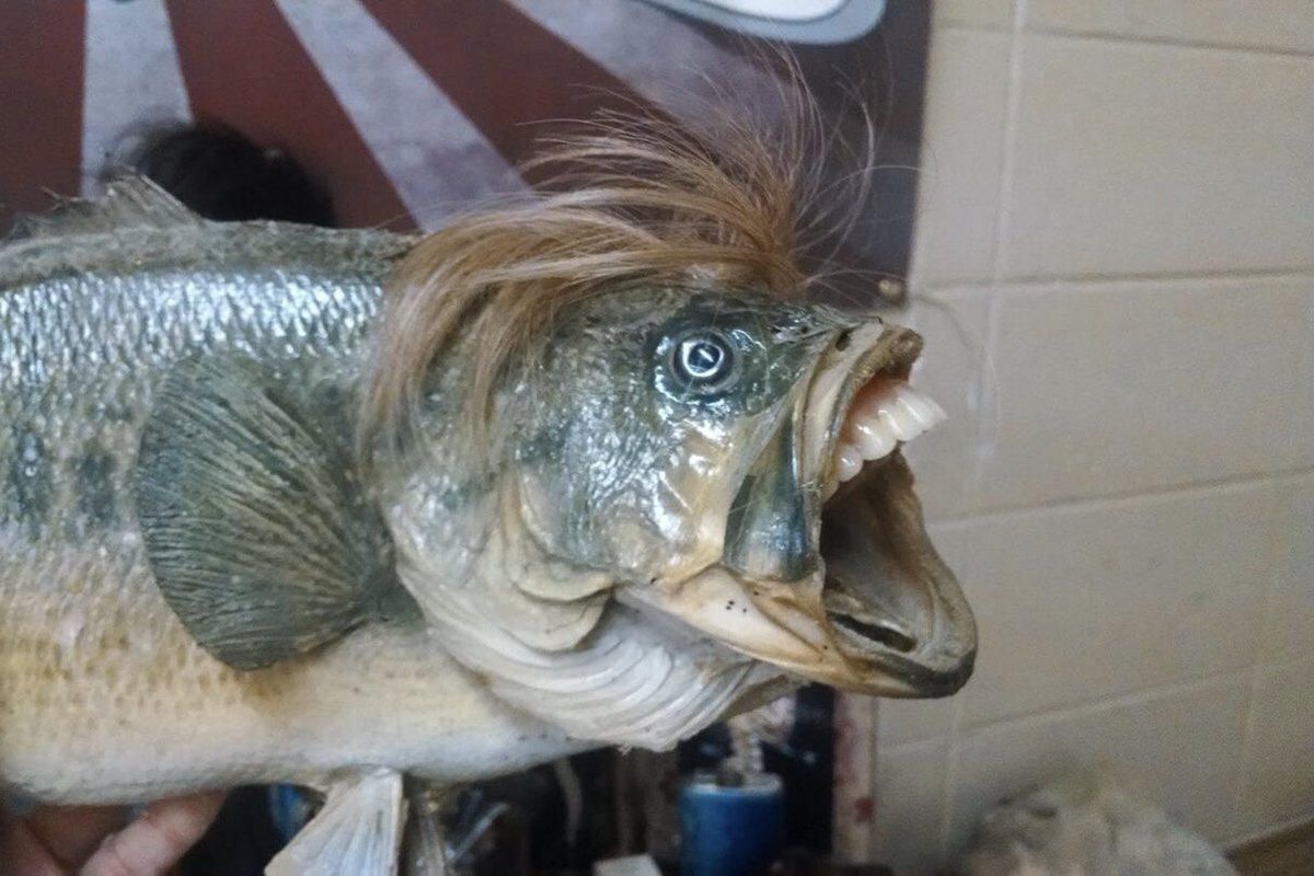 “I swear to Cod, if that plankton forecast isn’t on my desk by end of play, you’re fucking fired Mike!” #CrapTaxidermy