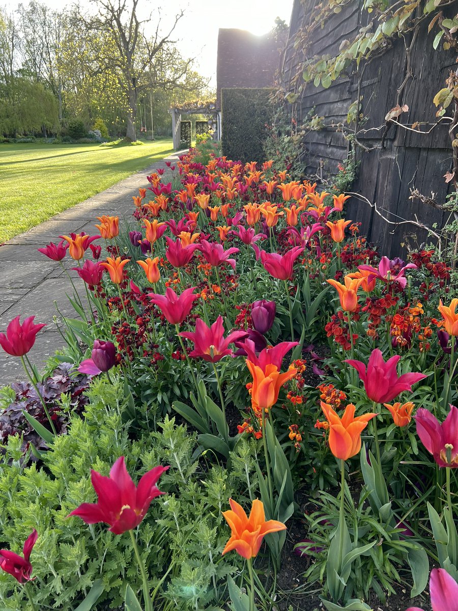 Beautiful light at the end of the day. We are in full prep mode for the @NGSOpenGardens on Sunday. 2-5pm. Cash only. We spent the day in the stream weeding behind the large bed plus sorting the plant sales area, the Spring bed and the pink garden. More to do as ever…..