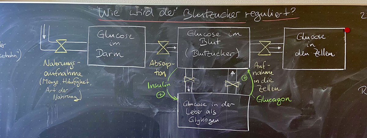 misterrymes's tweet photo. Felt like trying out the blood glucose flow chart by @CMooreAnderson in Biology class and had a blast. 👍 https://t.co/CESEOapUOs