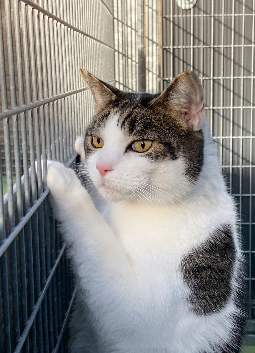 Elllerrt's tweet image. Dit is Wubbo.
Een van de liefste katten in het asiel waar ik help. Hij zit er al sinds november. Hij komt gelijk op schoot zitten als je binnenkomt en hij lijkt een beetje op handsome squidward.
I ♡ Wubbo 
dierenopvanghartvanbrabant.nl/kat/wubbo/