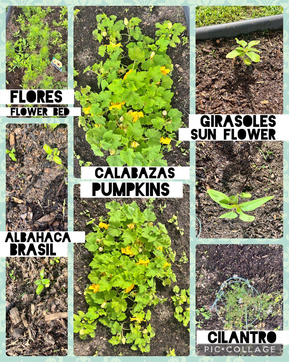 BannisterInbox's tweet photo. @kujawa_primary room 403 has am update!! Our plants are growing #EarthDay2024
@HeadStartgov @ibpyp @Primary_AISD @AldineHeadStart @Aldine_IB  @ShanteDavis4466 @Hughey1Kathy @larealyvasquez1 https://t.co/nrIveZUlIo
