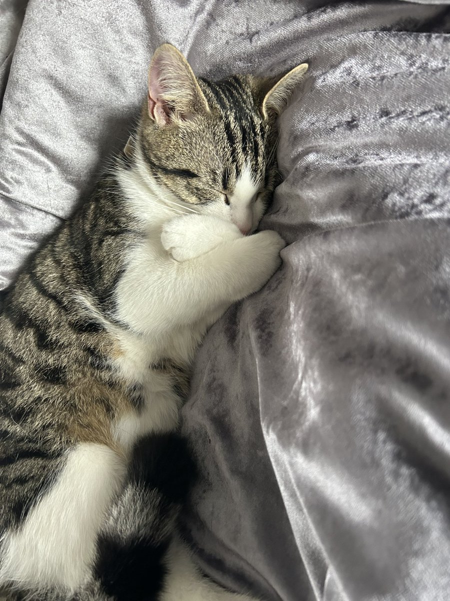 CourtieKerry's tweet photo. My cute baby boy sleeping like a vampire 🤣❤️ #cat #sleepingcat https://t.co/IgBCFYLTlY
