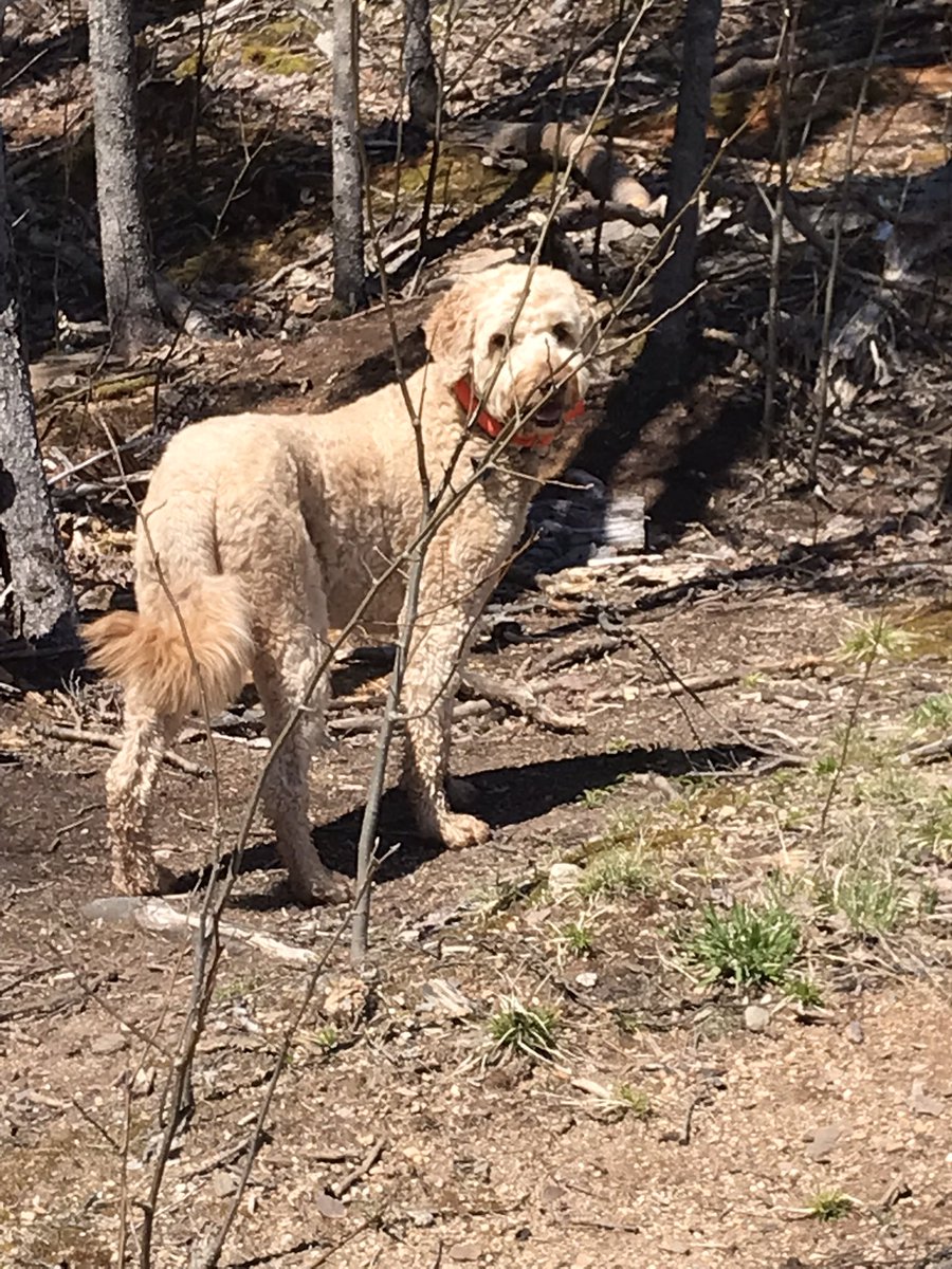 groodle_piper's tweet image. Made it to the gravel pit top; no problem…mumzie be like🥵
#tuesdayhike
#timetogetfit
#dogsoftwitter/X