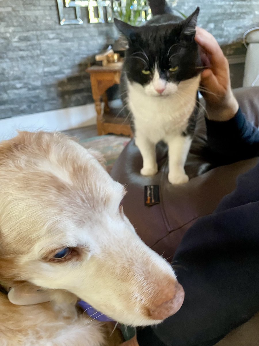 SpanielsSuper's tweet photo. I went to dad for a cuddle & a fuss😀❤️
PussPuss got jealous & muscled in
She chased me off 😡
Dad tried to fuss me, but she’s a bully 😔
#PussPutin https://t.co/fQG5ryzr92