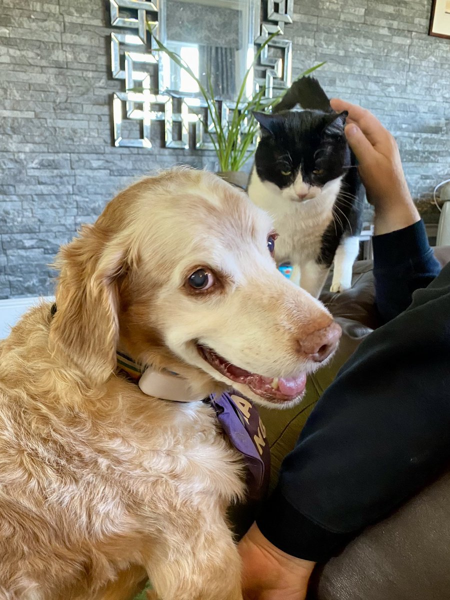 SpanielsSuper's tweet photo. I went to dad for a cuddle & a fuss😀❤️
PussPuss got jealous & muscled in
She chased me off 😡
Dad tried to fuss me, but she’s a bully 😔
#PussPutin https://t.co/fQG5ryzr92