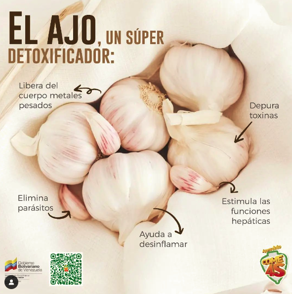 gestionsINN's tweet photo. El ajo es un vegetal que contiene propiedades antibióticas! #AgarraDatoCome4S @InnVenezuela #VenezuelaEsDDHH https://t.co/fWmDUfaDbb