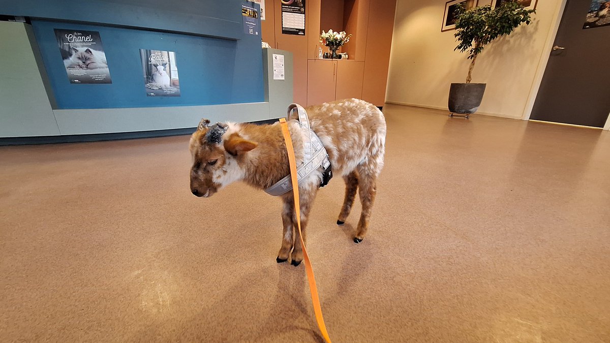 Het kereltje is doodziek. Spijsvertering compleet in de war en dat is zeker niet zonder gevolgen. Meerdere bezoekjes aan dierenarts inmiddels gehad. Duimen voor Benji