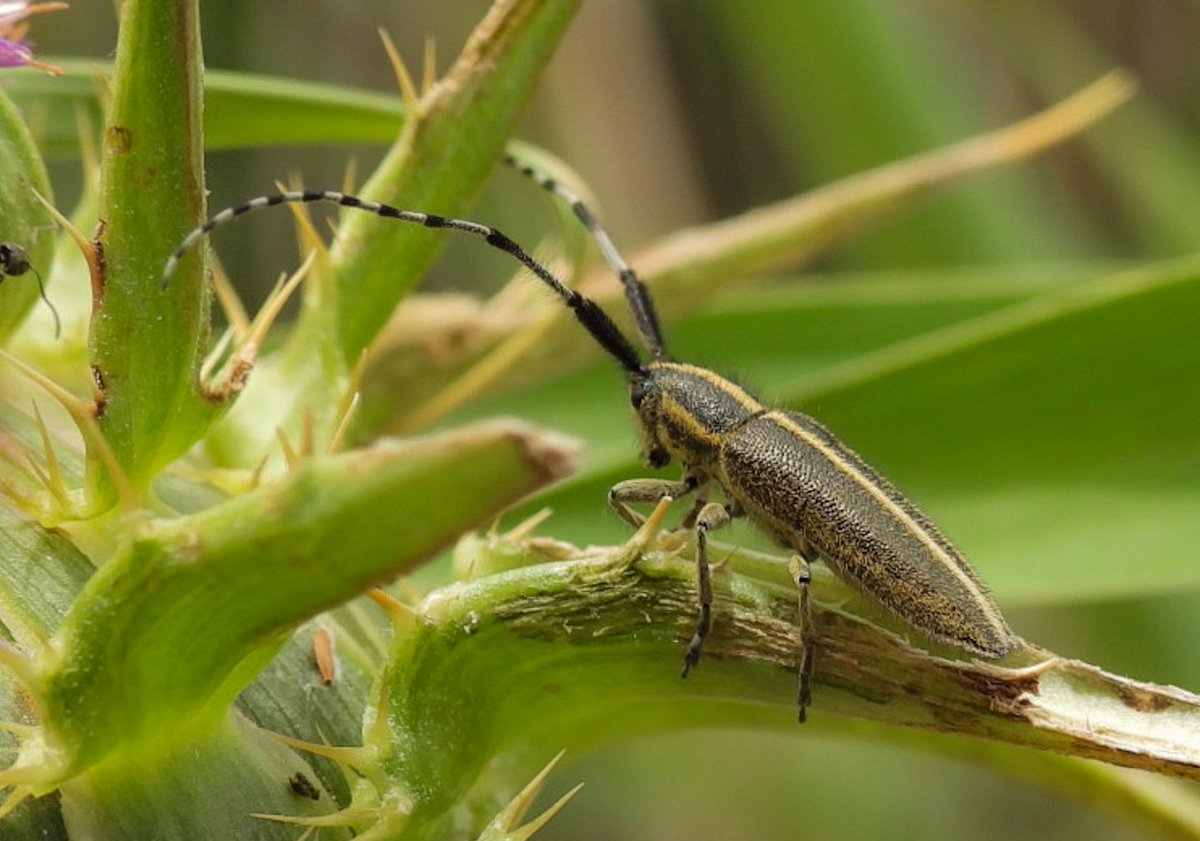 Düz yüzlü teke böceği (Agapanthia sp.) #hangitür