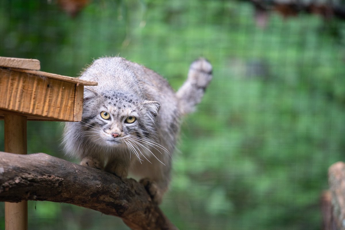 🌾🐹 Pallas’ cats and their prey are threatened by livestock overgrazing, mining + land development. Often, they use the tunnels made by burrowing species—including marmots—as shelter. Loss of habitat also affects their prey; pika, for example, make up 50% of their diet. (🧵5/6)