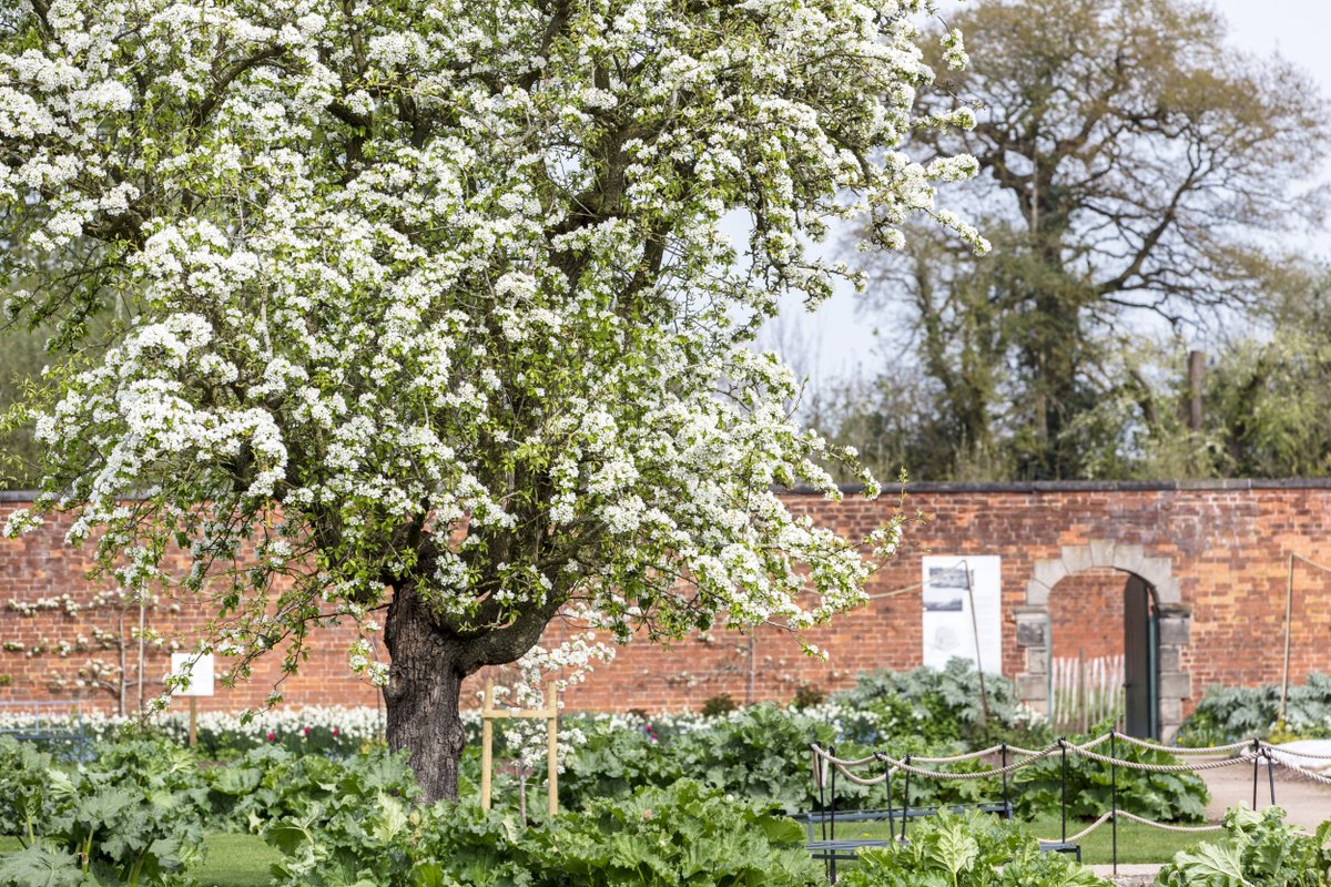 As part of the #NationalTrust’s ‘Festival of Blossom’, schools in #Staffordshire have worked with the county’s Poet Laureate Dawn Jutton to write #blossom inspired poetry, currently on display in @ShugboroughNT’s ‘Blossom Poetry Gallery.’ #ntmidlands #shugborough #BlossomWatch