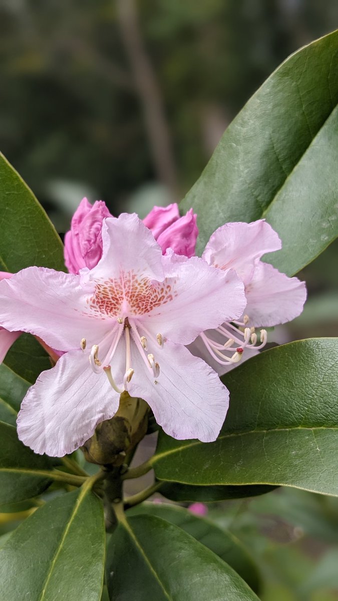 It isn't only the bluebells that are adding a splash of colour at the moment. The rhododendron and apple tree near the entrance to the cemetery are currently in blossom too.
