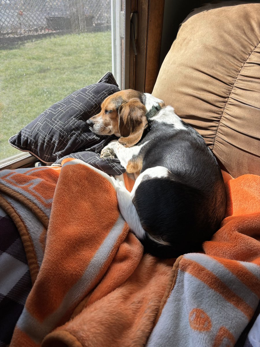 Happy National Beagle Day to me! I think I will take it easy today.🐶 #NationalBeagleDay #dogcommunity #beagles #beaglefacts