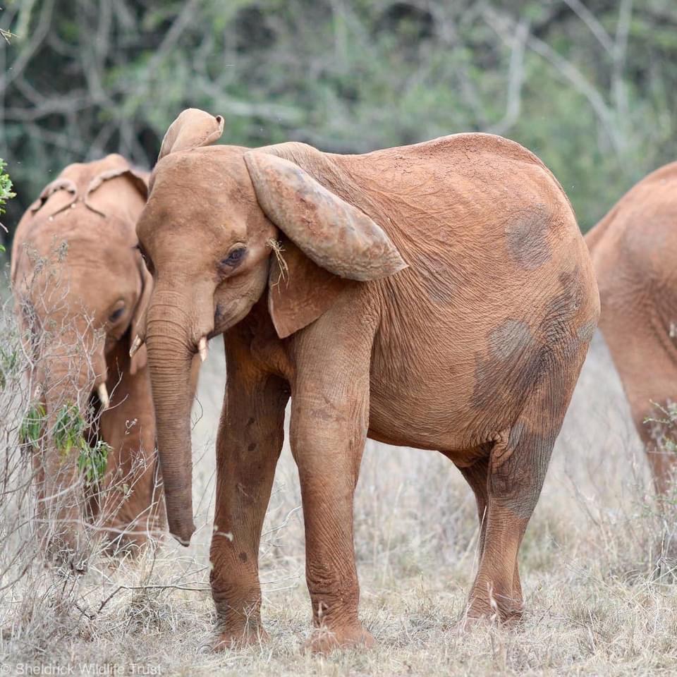 SheldrickTrust tweet picture