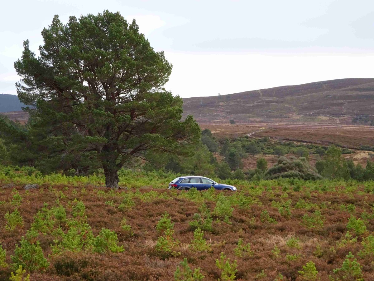 ForesterWill's tweet photo. @RewildScotland Here's a sporting estate that still has walked up grouse, uses muirburn to maintain biodiversity in a designated site, has a managed deer herd & look, natural regeneration, no planting and no tree guards but at considerable cost in £, staff time & commitment. #morethanoneway https://t.co/zANqI7xtQJ