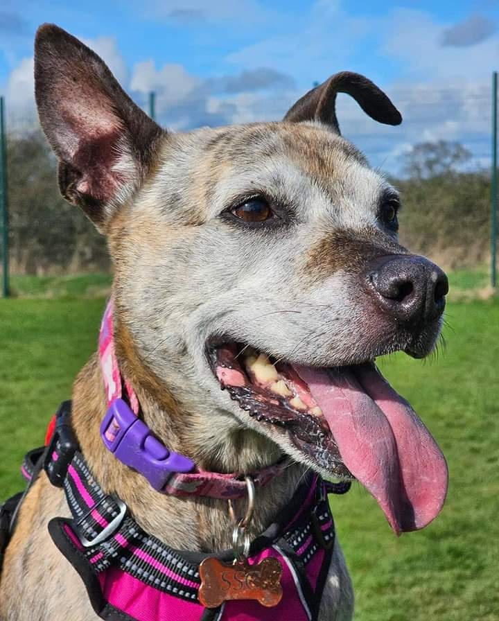 Violet @SeniorStaffy looking for her pawfect furever home this #rehomehour please help ❤️ Read more about her via this link... seniorstaffyclub.co.uk/adopt-a-staffy… 💜💜💜 #TeamZay #seniorstaffy #AdoptDontShop #adoptme