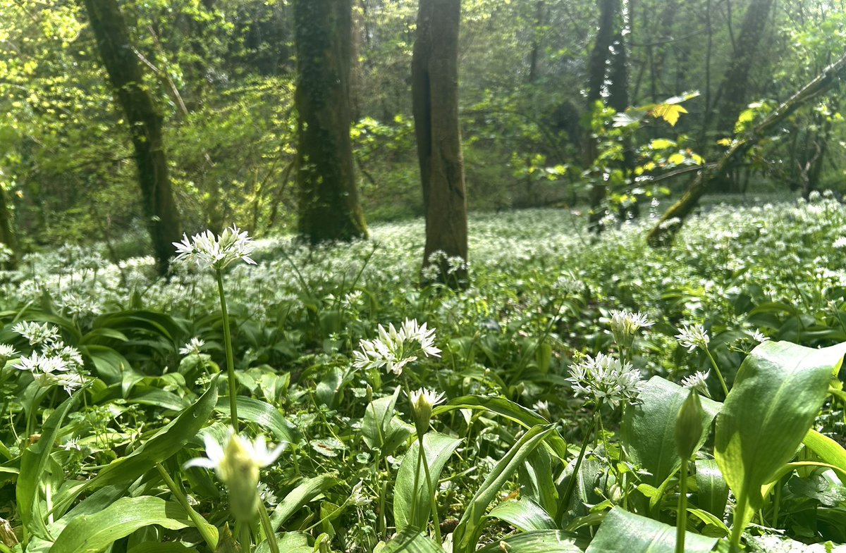 Mother Nature rolled both her blue and white carpets out on this evenings dog walk 

#MyFavouriteSeason 
#Spring
#Bluebells 
#WildGarlic