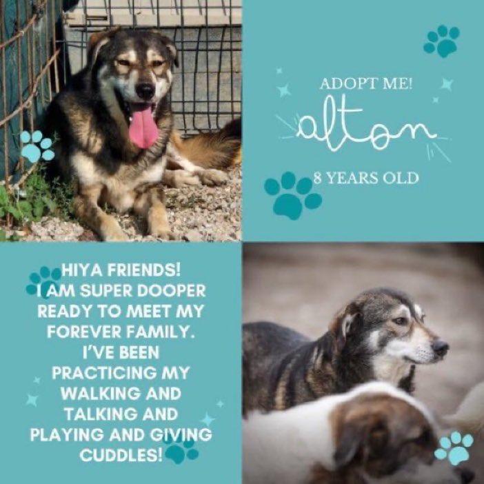 Look at Adorable Alton 💕💕 He’s been waiting his WHOLE life for his experienced forever home. Please contact for details on adopting him & giving him the loving home he so deserves. Thank you 🙏🐾💕 #TeamZay #AdoptDontShop #dogs #k9hour #rehomehour hopevmselainesdogs.com/adopt-a-dog-al…