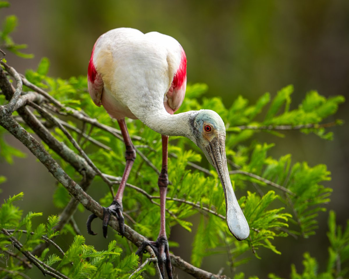 Roseate Spoonbill looking for nesting sticks...
#photography #NaturePhotography #wildlifephotography #thelittlethings