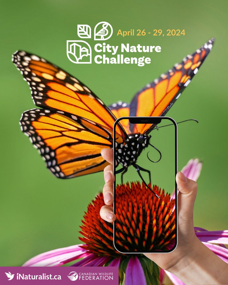 The 2024 #CityNatureChallenge countdown is on! 🌎 Grab your smartphone and record photos and sounds of all the wild plants and animals you can find! Check out the details: ow.ly/REWy50Rmx6U #CityNatureCanada #iNaturalistCanada