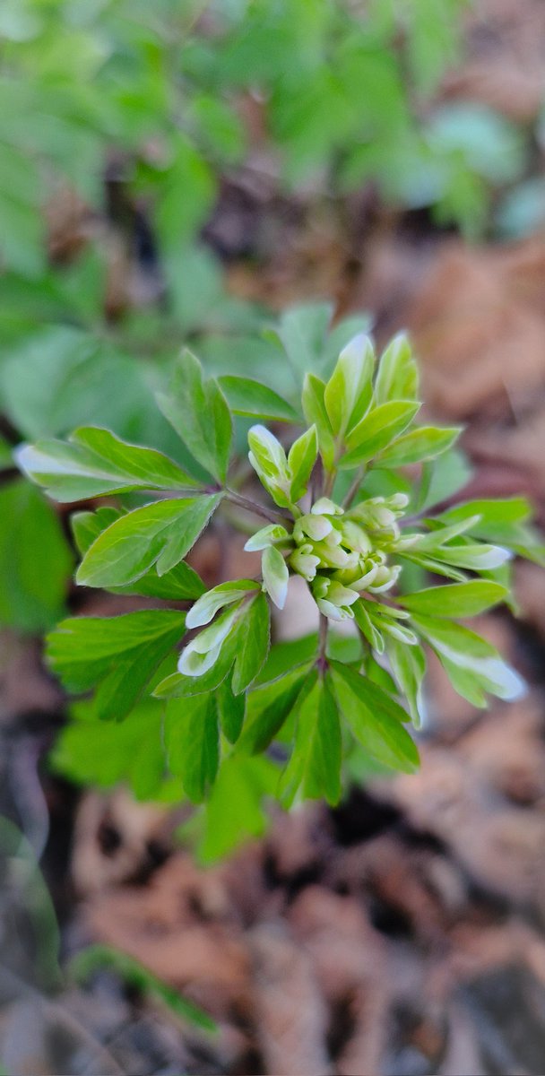 Category : odd, but fascinating, plants 🙃 Anemone Nemorosa Virescens 😉 #flowers #gardening