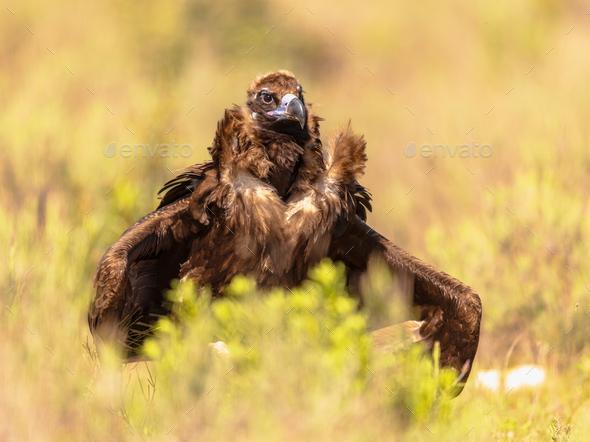 Wait hold the phone. I just saw a clip of a vulture walking! Does Adam have vulture wings on purpose?! <a href="/VivziePop/">Vivienne Medrano 💖</a> Amazing.