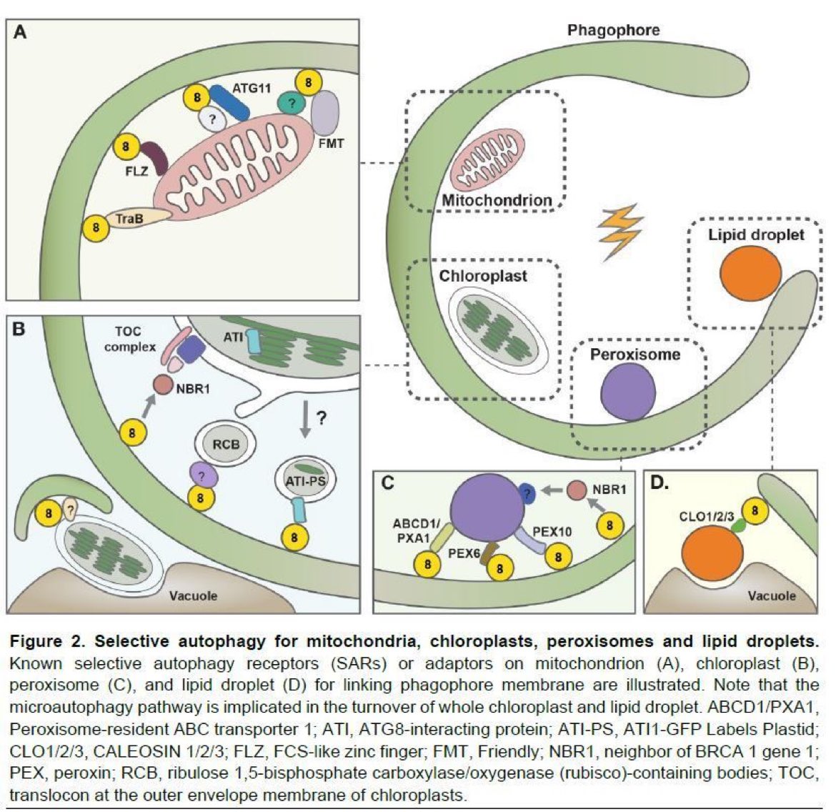 Autophagosome biogenesis and organelle homeostasis in plant #cells.