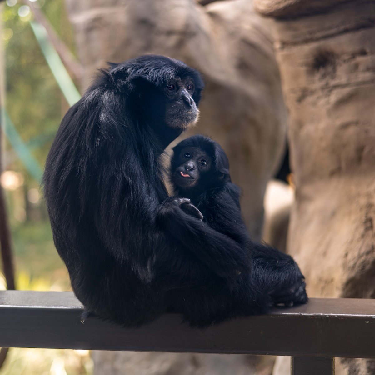 FresnoZoo tweet picture