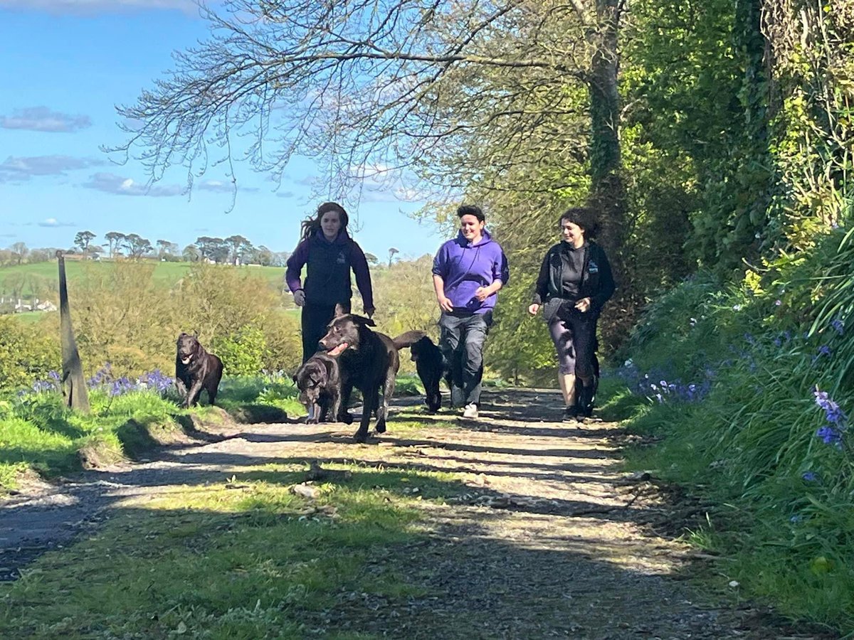 DogsforDisable1's tweet photo. Free running at our new office, it’s so beautiful up there as we have wild life and flowers all around us and panoramic views of the Cork city. The dogs absolutely adore it up there! #creatingchangethroughthepowerofdogs #powerofdogs #irishassistancedogs https://t.co/G4LOcM6sBW
