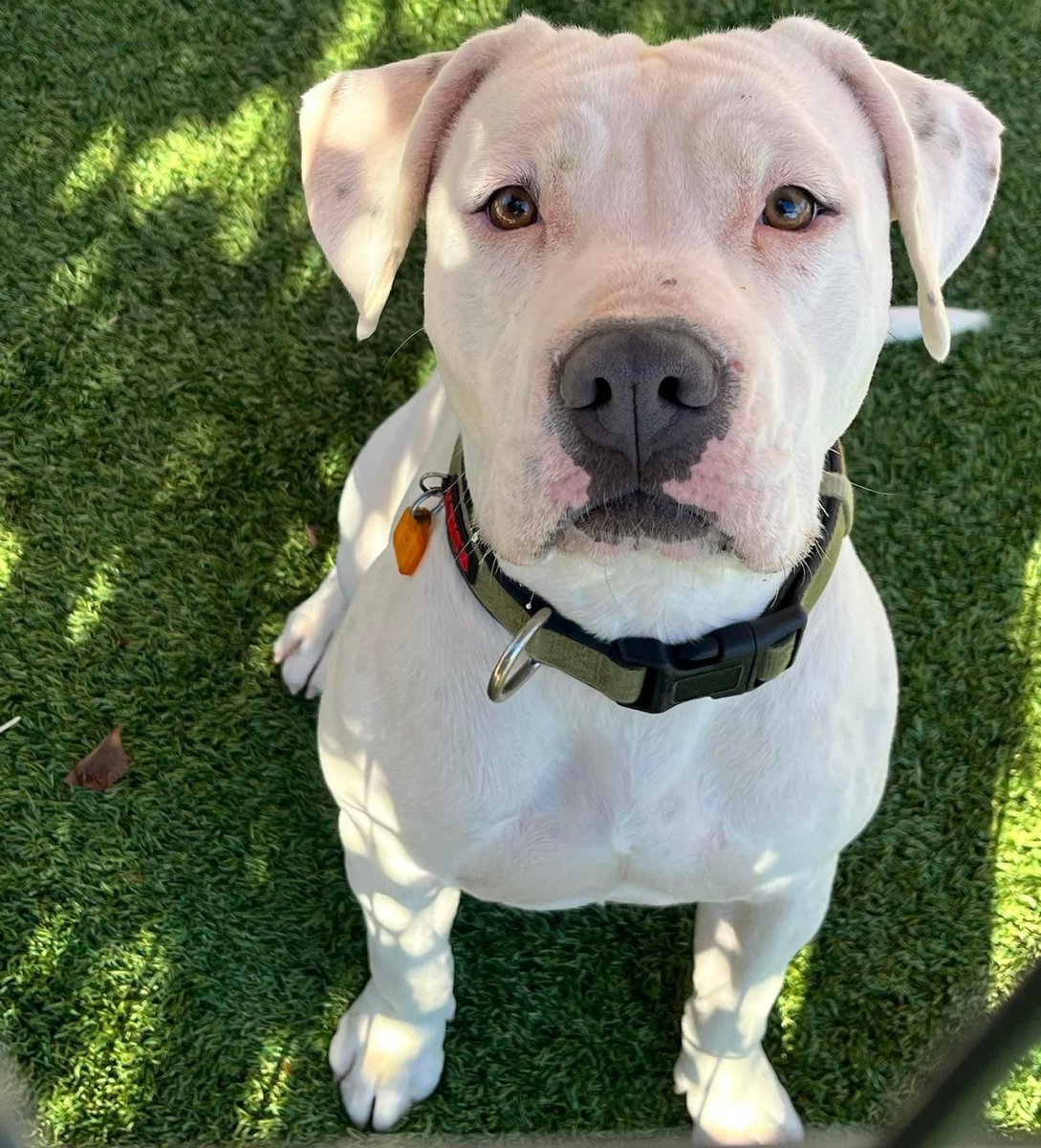 #petoftheday Faith is a sweet 2 y/o medium Pitt Mix who has been looking for her forever family for over a year. She loves playing with other dogs, playing ball, and a good Starbucks pup cup! 📷 Contact: Shelter on the Hill: A Humane Society 📷 Visit: shelteronthehill.org/adoptions.html
