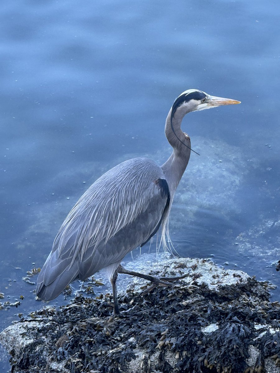 Over the last year, I’ve seen many Great Blue Herons. In Sac, last June before I moved there. In South Carolina while visiting my mom. In Austin on a run just a few weeks ago. And Vancouver this past week. God is telling me something, and I am listening. This is my spirit animal.