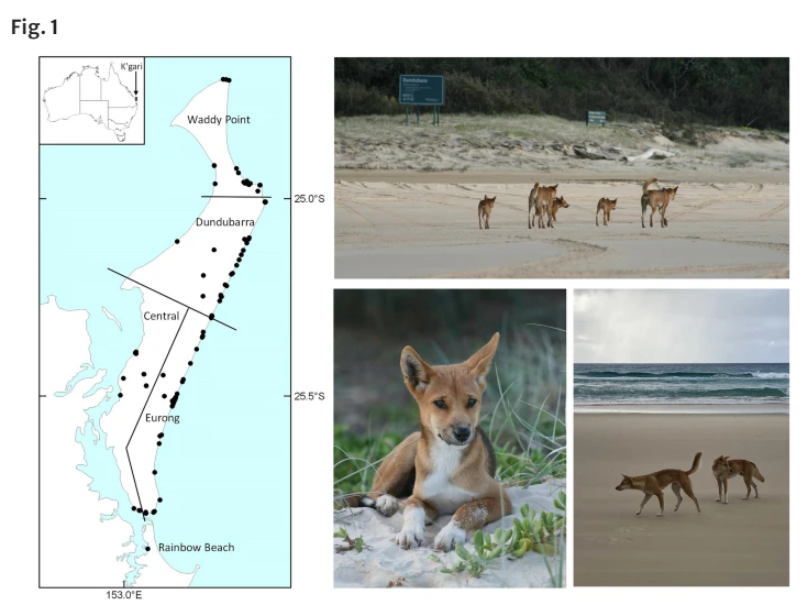 New Paper: 
"Isolation, small population size, and management influence inbreeding and reduced genetic variation in K’gari dingoes"
Stoked to have been part of this process and project with a bunch of amazing researchers. 
doi.org/10.1007/s10592…

#Kgari #dingo