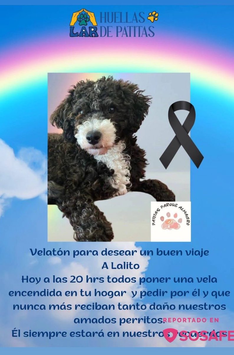 Lalito, perrito 🐶 que fue lanzado por el maldito ,tengo tanta rabia 😡 y no paro de llorar ! Hasta cuando veremos estos casos de crueldad ! Estamos perdidos como raza humana ! Nos merecemos lo peor ! Que se pudra el maldito que hice esto !RT