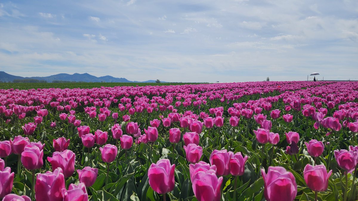 You didn't ask for more Tulips. But here you go anyway.