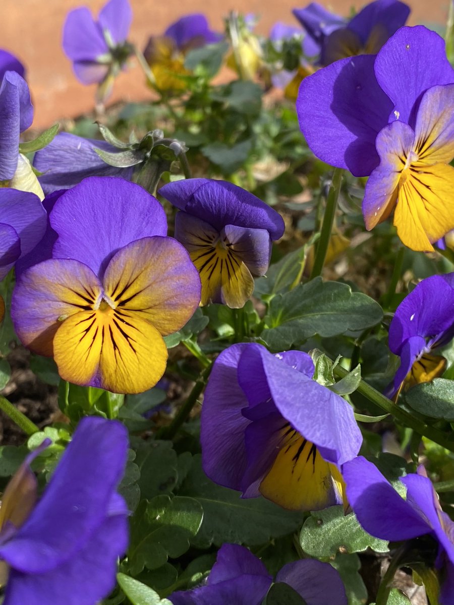 One more for #TuesdayBlue and the lovely violets in the park. #flowers #gardening 💛🌿💜🌿💛🌿💜