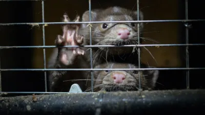 Action of the Day: END CRUEL AND DEADLY FUR FARMING WORLDWIDE!
@HSIGlobal
compassionisanaction.com/actions/662849…

#CIAA #Compassionisanaction #Animalrights #Activism #Vegan #Crueltyfree #Animaladvocacy #Veganactivism #Veganism