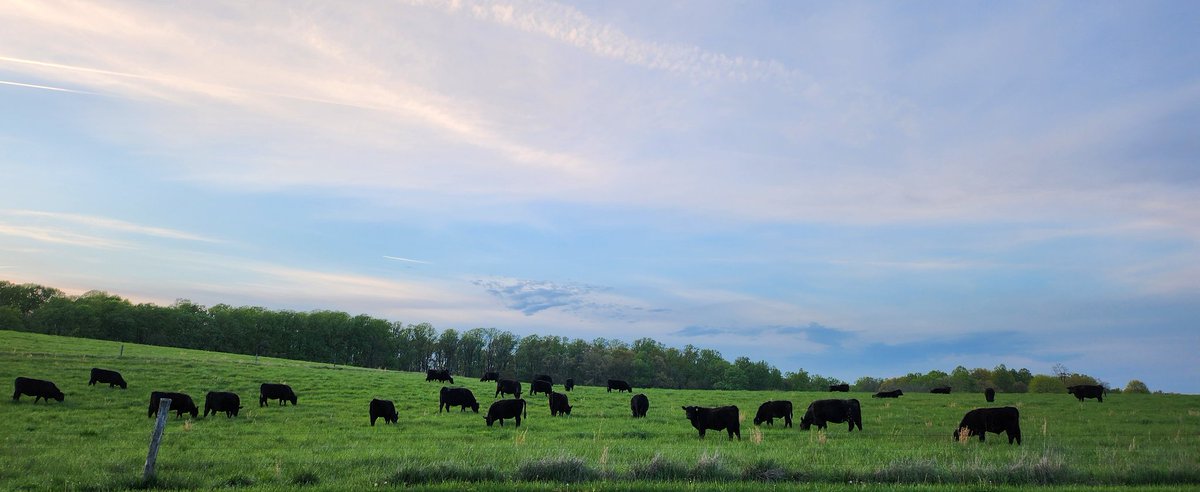 Cows are waiting for the Moooooon.