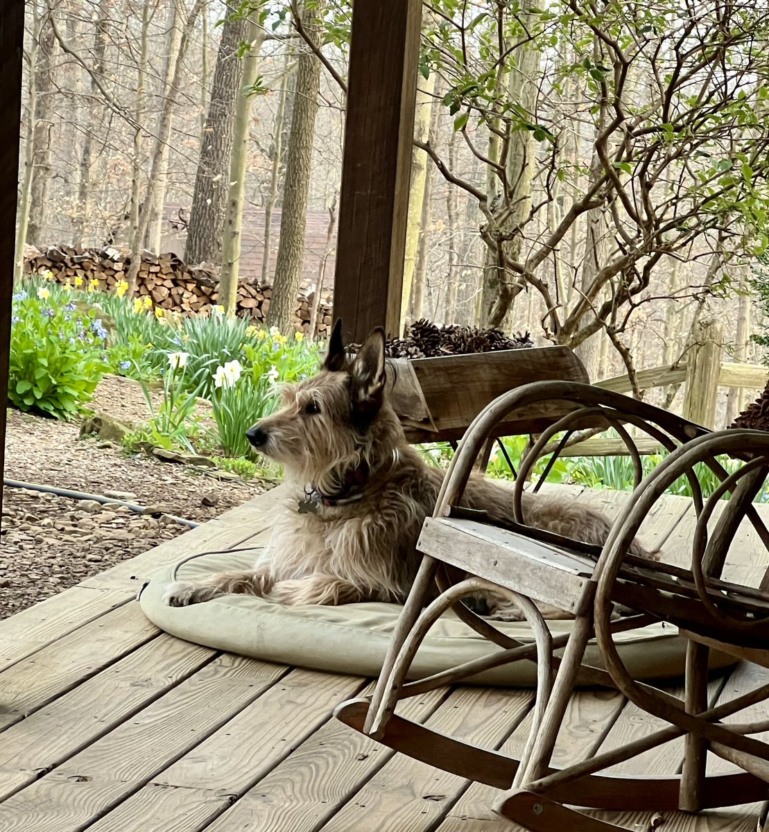 loyaldogs's tweet photo. @SykesCharlie @ANNELAMOTT Woody 🐕💕 https://t.co/hs9uX0iHme