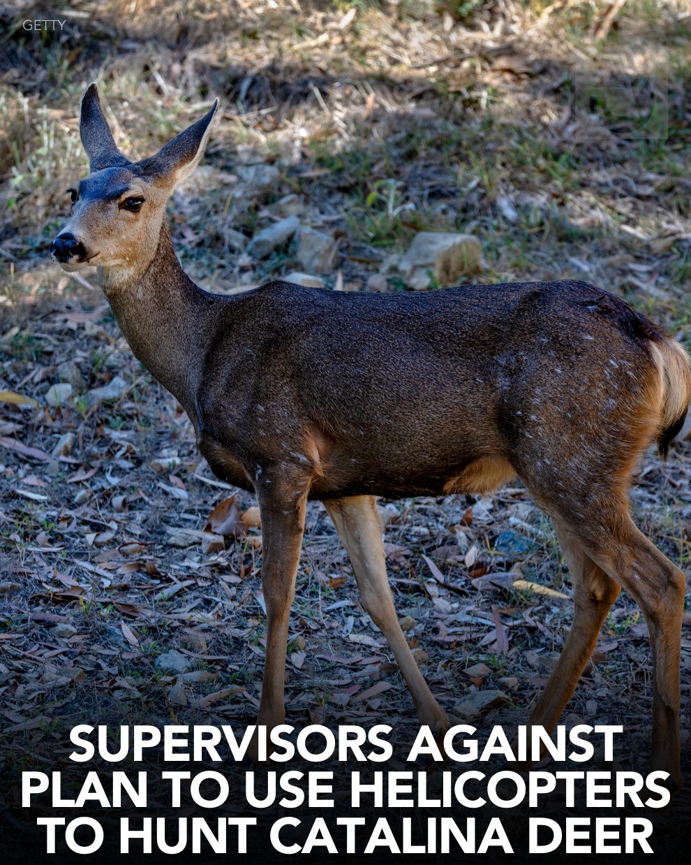 Catalina Island Deer 