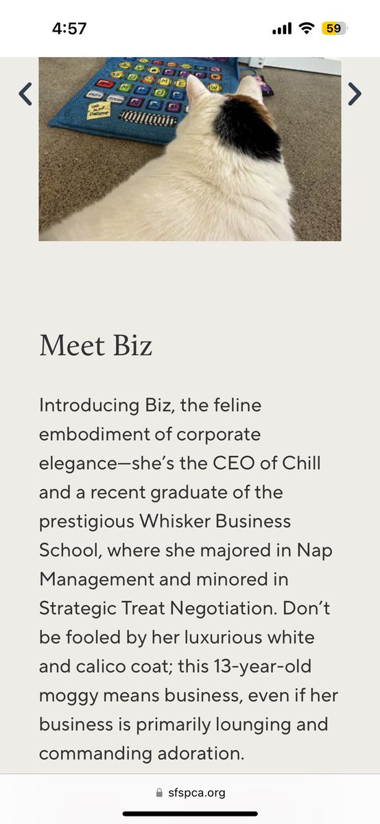 the cat bios on the sf spca website are so over the top