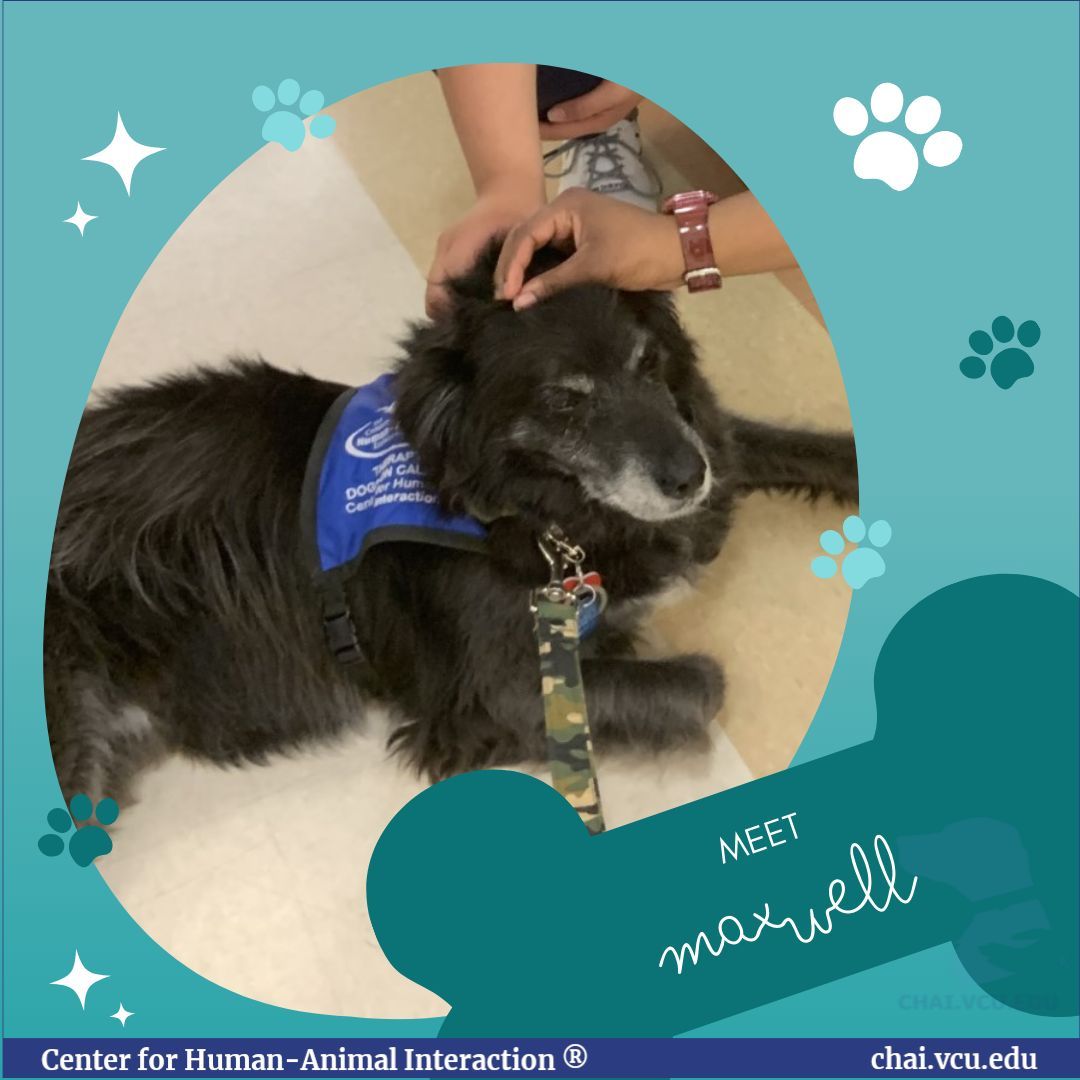 For National Therapy Dog Day, we are doing a countdown featuring some of the Dogs on Call! 

Maxwell loves everyone he meets. Not only that, but he always comes to the hospital in a bow tie! To quote Doctor Who, “Bow ties are cool!'

#TherapyDogDay2024 #NationalTherapyDogDay