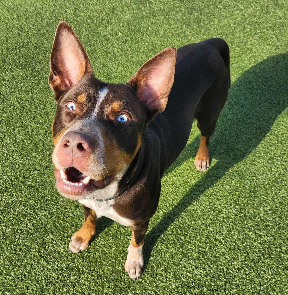 Trey's face when he heard only 20 medium/large dogs have left the shelter since Friday, while 38 have come in 😮 We need your help! bit.ly/AdoptAAC bit.ly/fosteraac